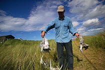 National Trust warden, Kevin Redgrave, with Arctic terns (Sterna paradisaea) killed by fox predation, Northumberland, UK, June 2009