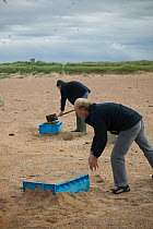 National Trust wardens relocating Little tern (Sternula albifrons) nests on to raised fish boxes to prevent flooding by rising sea levels, Northumberland, UK, June 2009