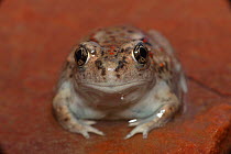 Great basin spadefoot toad (Scaphiopus intermontanus) portrait, newly metamorphosed, Utah, USA