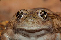 Great basin spadefoot toad (Scaphiopus intermontanus) portrait, Utah, USA