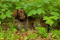 Small Munsterlander lying amongst vegetation, Wisconsin, USA