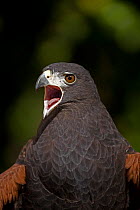 Harris' hawk (Parabuteo unicinctus) calling, captive, in USA found only in Texas-Arizona and New Mexico