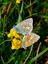 Adonis blue butterfly (Polyommatus bellargus) pair mating, on flower, Dorset, England, May