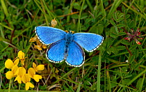 Male Adonis blue butterfly (Polyommatus bellargus) Dorset, England, May