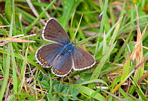 Female Adonis blue butterfly (Polyommatus bellargus) Dorset, England, May