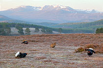 Black grouse (Tetrao terix) males and female at spring lek, Deeside, Scotland, April 2009