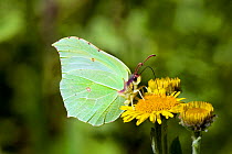 Male Brimstone butterfly (Gonepteryx rhamni) feeding on flower, Dorset, England, August