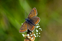 Brown argus butterfly (Aricia agestis) on flower head, Wiltshire, England, May