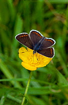 Brown argus butterfly (Aricia agestis) on flower head, UK, May