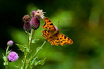 Comma butterfly (Polygonia c-album) on thistle, Wiltshire, UK, July