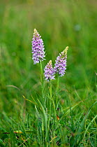 Common spotted orchids (Dactylorhiza fuchsii) in flower, Hampshire, England, June