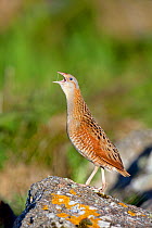 Corncrake (Crex crex) on rock calling, North Uist, Outer Hebrides, Scotland, May