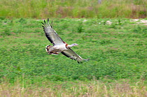 Male Great bustard (Otis tarda) in flight, from a reintroduction project with birds imported under DEFRA licence from Russia, Salisbury Plain, UK, June 2009