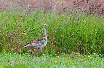 Female Great bustard (Otis tarda) with chick (the first to be born in the UK for 177 years) part of a reintroduction project with birds imported from Russia, Salisbury Plain, Wiltshire, UK, June 2009