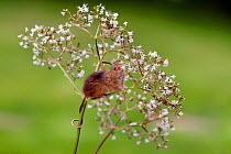 Harvest mouse (Micromys minutus) on flower head, captive, August