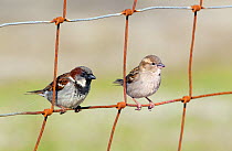 House sparrow (Passer domesticus) male and female perched on wire fence, North Uist, Outer Hebrides, Scotland, May
