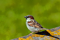 Male House sparrow (Passer domesticus) North Uist, Outer Hebrides, Scotland, May