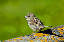 Female House sparrow (Passer domesticus) North Uist, Outer Hebrides, Scotland, May