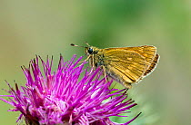 Female Large skipper butterfly (Ochlodes sylvanus) on flower with underwing showing, Wiltshire, England, July