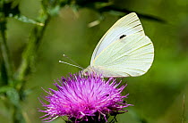 Large white butterfly (Pieris brassicae) on flower, underside of wing showing, Wiltshire, England, July