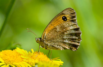 Meadow brown butterfly (Maniola jurtina) on flower, showing underwing, Wiltshire, England, August