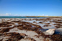 Seaweed on beach at low tide, North Uist, Outer Hebrides, Scotland, May 2009