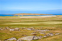 Cows grazing on machair, North Uist, Outer Hebrides, Scotland, May 2009