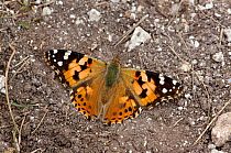 Painted lady butterfly (Vanessa cardui) on ground, Dorset, England, May