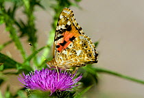 Painted lady butterfly (Vanessa cardui) on flower showing underwing, Wiltshire, England, April, July