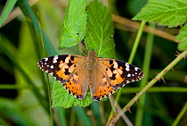 Painted lady butterfly (Vanessa cardui) on bramble, Dorset, England, April, July