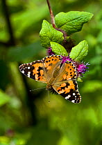 Painted lady butterfly (Vanessa cardui) Wiltshire, England, July