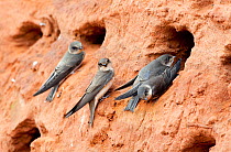 Sand martin (Riparia riparia) adult and juveniles at entrance to nest burrows, Worcestershire, England, July