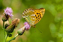 Silver washed fritillary butterfly (Argynnis paphia) underwing showing the silver washes that give this species it's name, Wiltshire, Egland, July