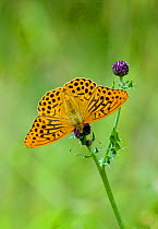 Silver washed fritillary butterfly (Argynnis paphia) on plant, Wiltshire, England, July