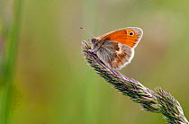 Small heath butterfly (Coenonympha pamphilus) on grass seed head, underside of wing showing, Dorset, England, May