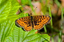 Small pearl bordered fritillary butterfly (Boloria selene) Bentley Wood, Wiltshire, England, May