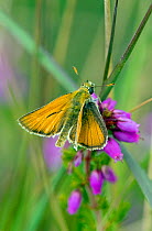 Male Small skipper butterfly (Thymelicus sylvestris) on flowers, Dorset, England, July