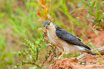 Male Sparrowhawk (Accipiter nisus) perched at top of Sand Martin colony, Worcestershire, England, July