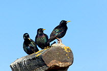 Three Common starlings (Stunus vulgaris) one preening, North Uist, Outer Hebrides, Scotland, May