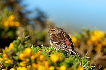 Twite (Carduelis flavirostris) male, North Uist, Outer Hebrides, Scotland, May