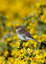 Male Twite (Carduelis flavirostris) perched on gorse, North Uist, Outer Hebrides, Scotland, May