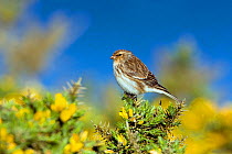 Male Twite (Carduelis flavirostris) perched on gorse, North Uist, Outer Hebrides, Scotland, May