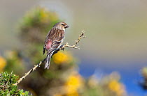 Male Twite (Carduelis flavirostris) perched, North Uist, Outer Hebrides, Scotland, May