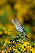 Female Twite (Carduelis flavirostris) with nest material, North Uist, Outer Hebrides, Scotland, May