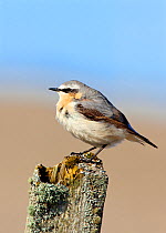 Male Northern wheatear (Oenanthe oenanthe) perched on post, North Uist, Outer Hebrides, Scotland, May