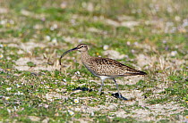 Whimbrel (Numenius phaeopus) with prey, North Uist, Outer Hebrides, Scotland, May