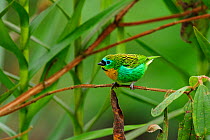 Brassy-breasted tanager (Tangara desmaresti) perched on twig, Atlantic Rainforest of Serrinha do Alambari Environmental Protection Area, Resende, Rio de Janeiro State, Brazil