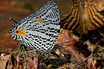 Amazon beauty butterfly (Baeotus aeilus) sucking liquid on rock beside Cristalino River, Cristalino Jungle Lodge, Alta Floresta, Mato Grosso State, Brazil