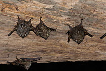 Proboscis / Long nosed bats (Rhynchonycteris naso) roosting in fallen tree, Cristalino River, Cristalino Jungle Lodge, Alta Floresta, Amazon Rainforest, Mato Grosso State, Brazil