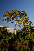 Kapok tree (Ceiba pentandra) by Teles Pires River, Alta Floresta, Mato Grosso State, Brazil